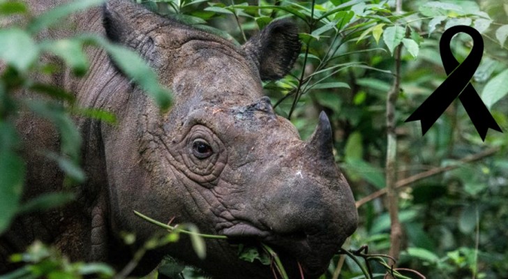 Le dernier rhinocéros mâle de Sumatra est mort en Malaisie : l'extinction est imminente
