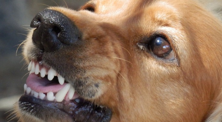 Uno studio conferma: i cani riescono a fiutare le persone "cattive" e cercano di proteggere il loro padrone