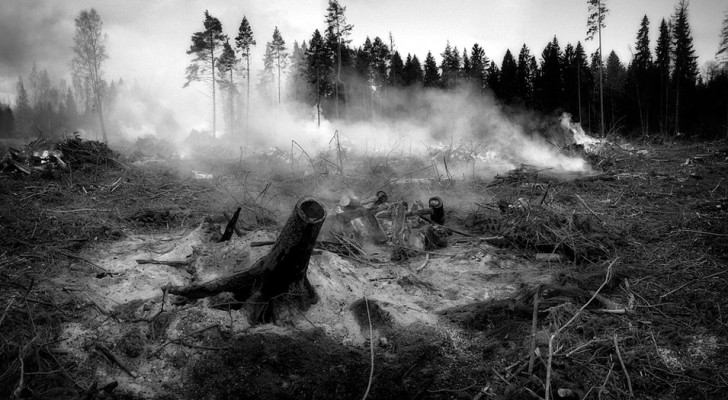 Die menschliche Spezies repräsentiert 0,01% des Lebens auf der Erde, hat aber 83% der Säugetiere und die Hälfte der Pflanzen ausgelöscht