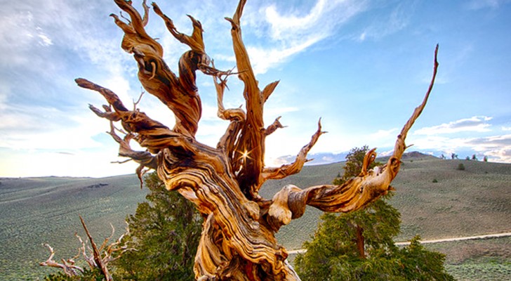 Der älteste Baum der Welt ist 4850 Jahre alt, heißt Methusalem und lebt auf einer Höhe von über 3000 Meter 