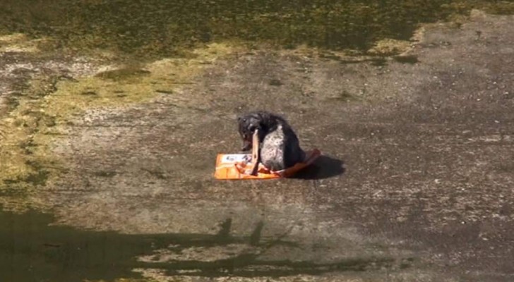Un cucciolo "speciale" viene scaraventato e abbandonato in un canale, ma dopo pochi giorni inizierà una nuova vita