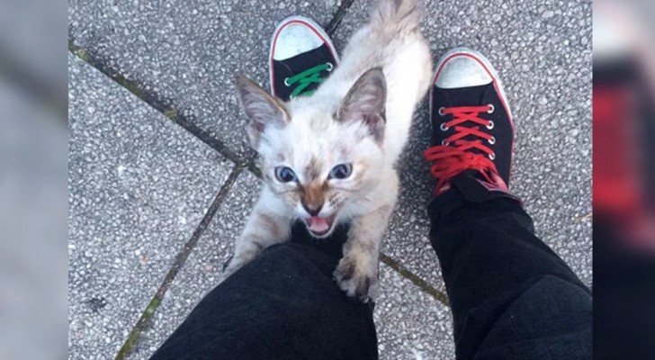 Au cours d'une promenade, un chaton errant le "choisit" comme ami : quelques minutes plus tard, il décide de l'adopter