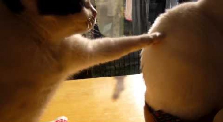 Cat Loses Patience With His Friend