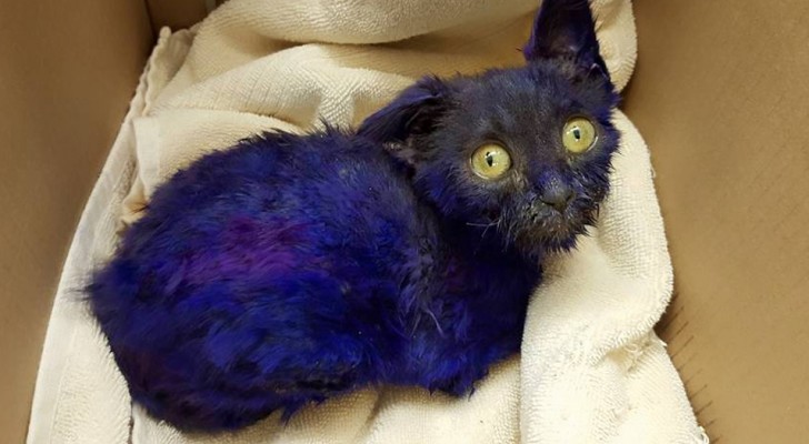Un gattino blu viene trovato in una scatola, ma la verità è ancora più triste di quella che i medici si aspettavano