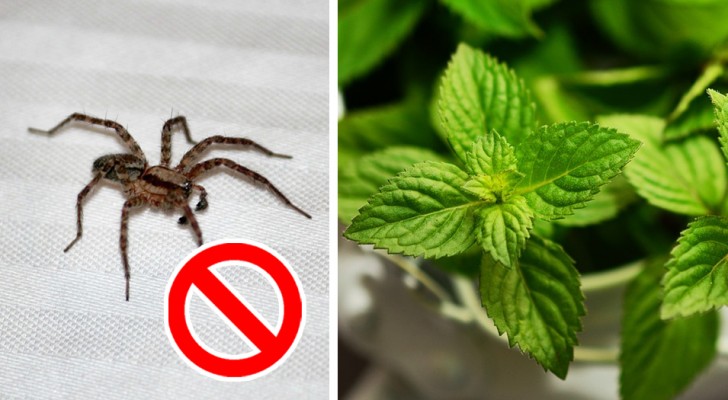 Come tenere gli insetti alla larga dalla cucina e dalla camera da letto senza usare prodotti chimici