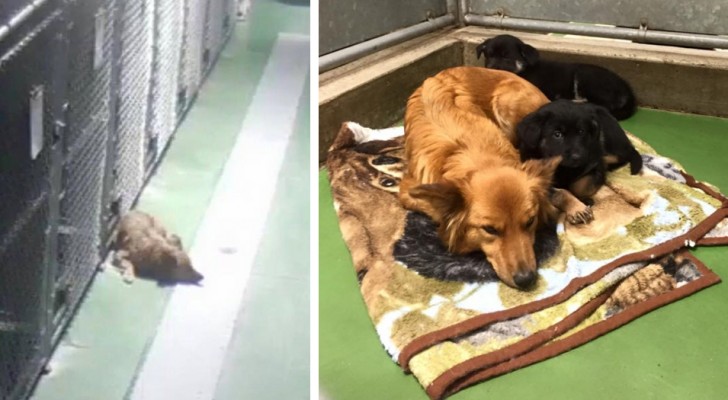 A dog escapes from its enclosure during the night to console two orphaned puppies that were crying ...