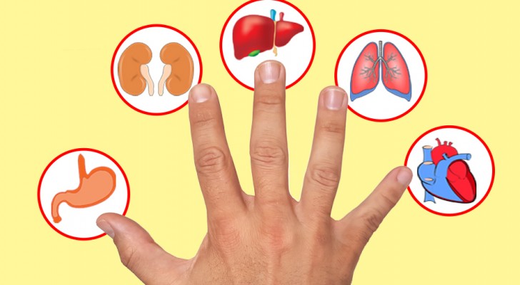 Volgens een Japanse traditie komt elke vinger overeen met een orgaan: dit is wat er gebeurt als je erop drukt