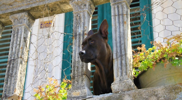 Finalmente una legge per tutelare i cani lasciati sui balconi: ecco cosa rischiano i padroni negligenti