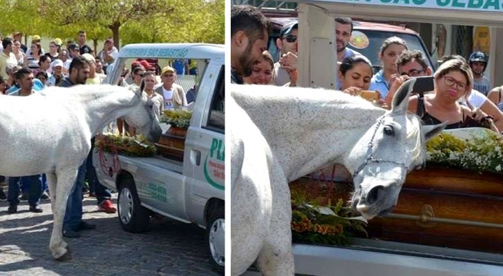 Während einer Beerdigung näherte sich ein Pferd, um seinem besten Freund die letzte Ehre zu erweisen
