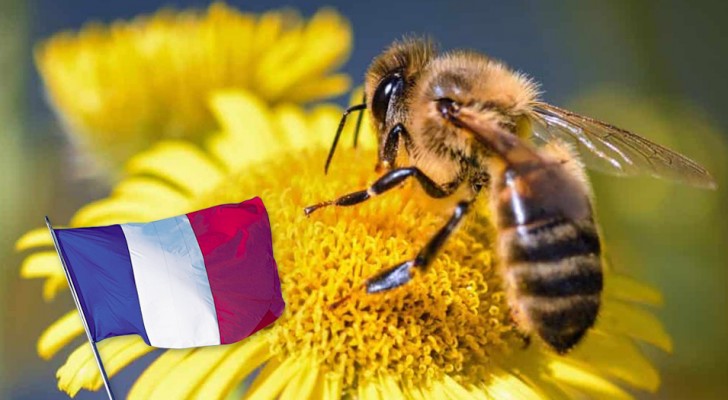 Frankreich steht auf der Seite der Bienen: Der Einsatz der 5 für ihre Vernichtung verantwortlichen Pestizide ist verboten