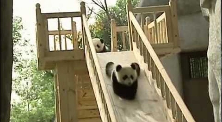 Little pandas having fun on the slide