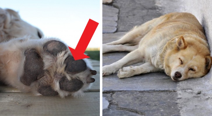 Ein Hitzschlag ist für Hunde sehr gefährlich! Hier sind die Symptome, um die Kontrolle zu behalten