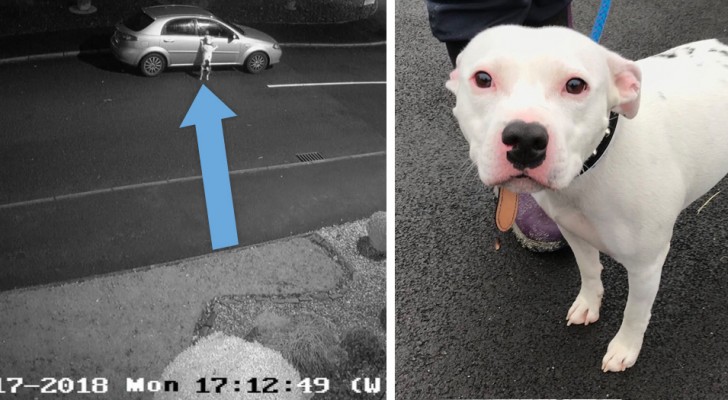 Il cane viene abbandonato sulla strada , ma il video della sorveglianza inchioda il padrone