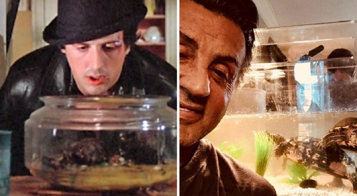 After 44 years, the turtles from the Rocky movie still live with Sylvester Stallone!