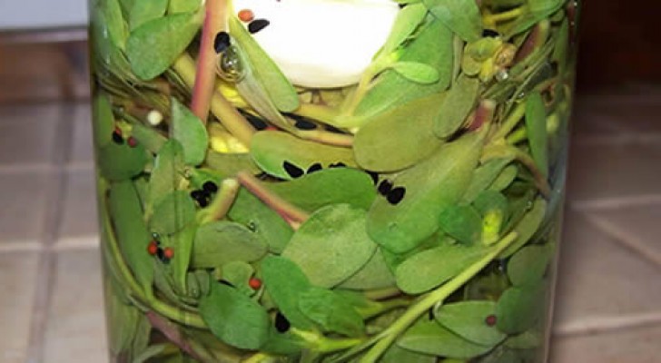 Das ist Portulak, eine Pflanze mit vielen Vorteilen für Körper und Gaumen