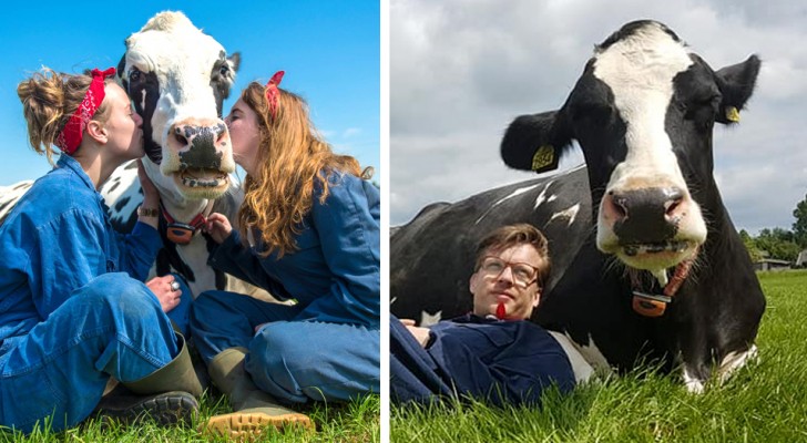 Coccolare le mucche è il trattamento anti-stress del momento: ecco i benefici... e le tariffe