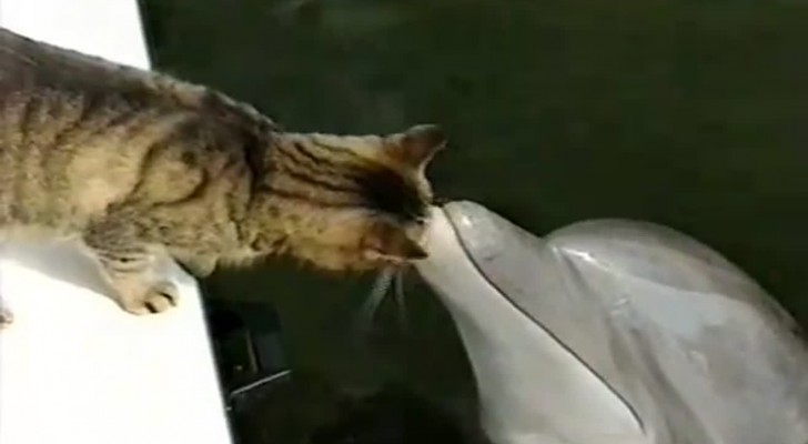 A new and exciting friendship between the cat and the dolphins