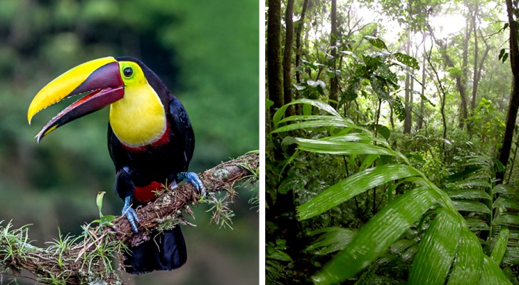 Il "miracolo verde" del Costa Rica: raddoppiato il numero delle sue foreste pluviali in 30 anni