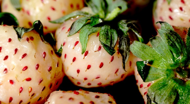 Wie man zu Hause Ananasbeeren, Erdbeeren mit Ananasgeschmack und Kaugummi anbaut