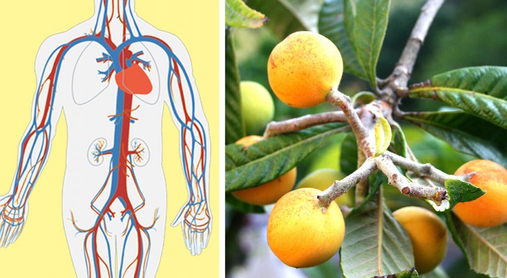 An infusion prepared with this leaf can be a real cure-all for the kidneys and blood circulation