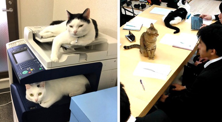 Dieses japanische Unternehmen hat Katzen adoptiert, um den Stress bei der Arbeit der Mitarbeiter zu reduzieren