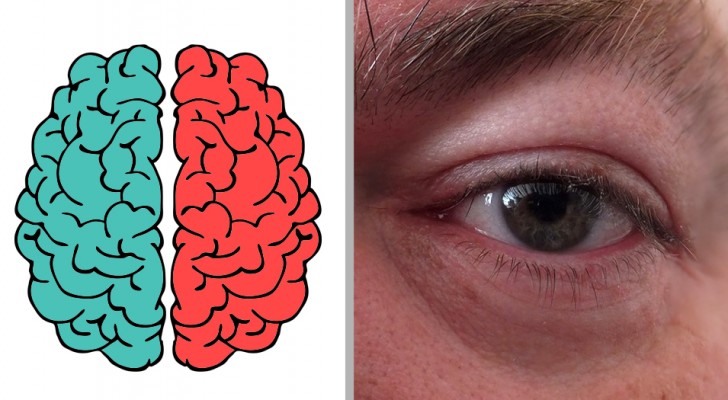 ¿Cual es el hemisferio del cerebro que usas más? Descúbrelo con este test!