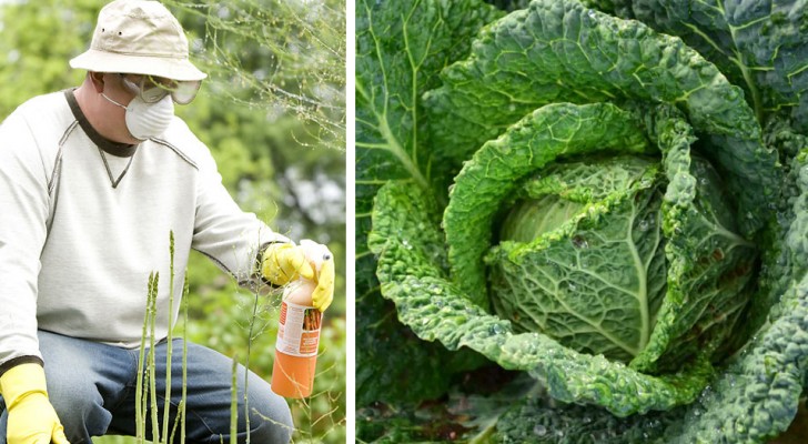 Il cavolo riccio è entrato nella lista delle verdure più contaminate dai pesticidi
