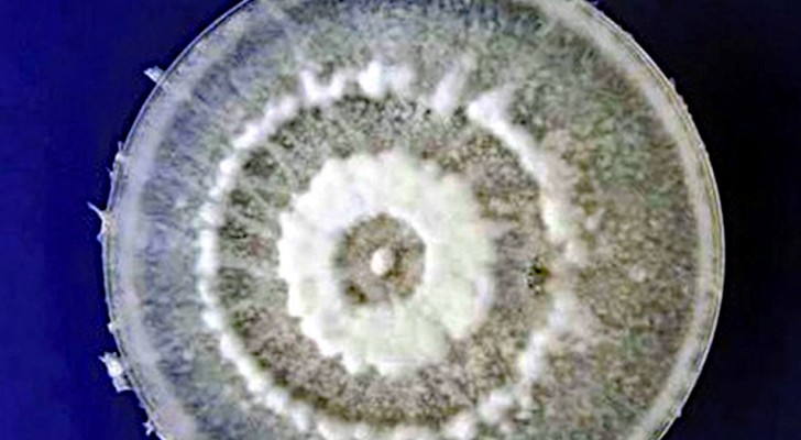 Er is een schimmel ontdekt die polyurethaan eet: uit de natuur komt een helpende hand tegen vervuiling