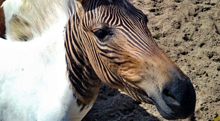 Ecco lo zebrallo, il particolare equino a metà strada tra una zebra e un cavallo