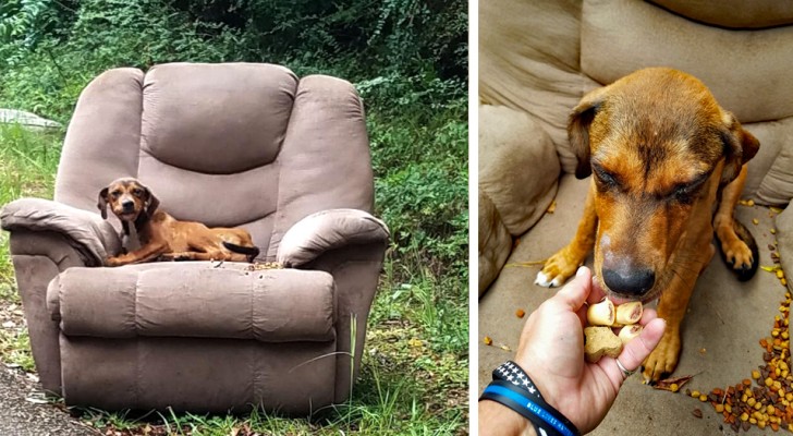 Este cachorro ha sido abandonado sobre su sillón preferido y ha quedado sentado a la espera de su patrón