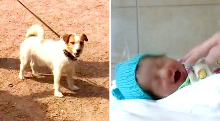 Here is Macho, the "hero dog" who saved a newborn baby girl abandoned behind some thick bushes!