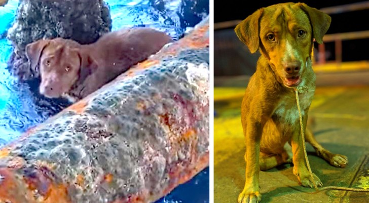 Salvano un cane incastrato sotto una piattaforma petrolifera: il loro coraggio commuove tutti