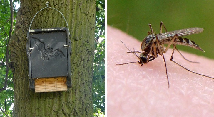 Um der Belästigung durch Moskitos dauerhaft zu entgehen, braucht man eine Fledermaus!