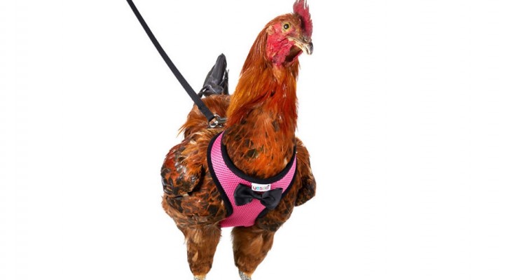 Amazon is selling a leash for walking pet hens! It is adjustable and comes in 5 different colors!