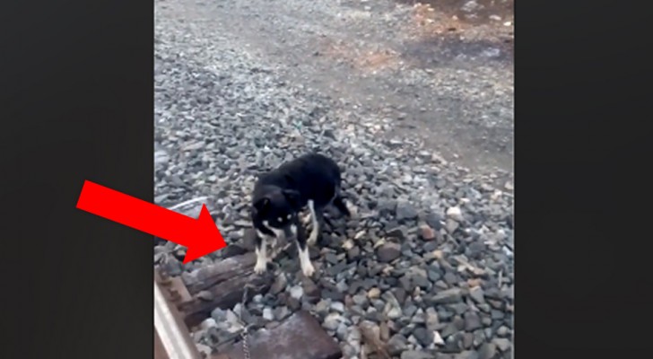 A train driver sees a dog tied to the train tracks and stops the train making a heroic gesture