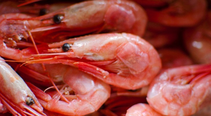 Pay attention to the shrimps you eat! Here is why shrimps can be a health hazard