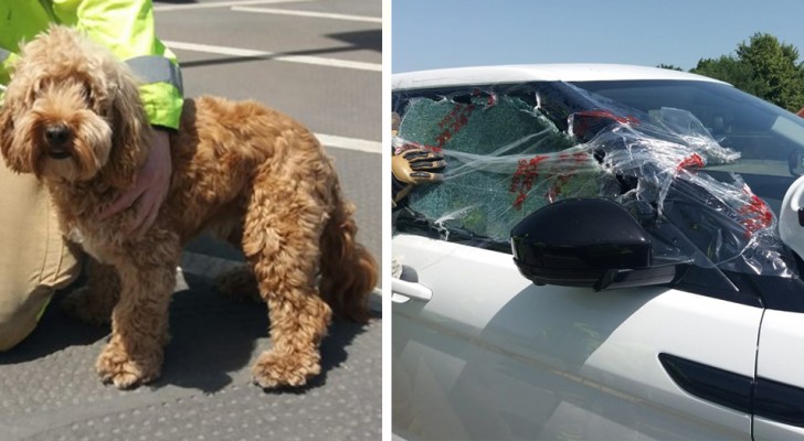 Brandweerlieden redden het leven van een hond die in de hete zon in de auto is achtergelaten