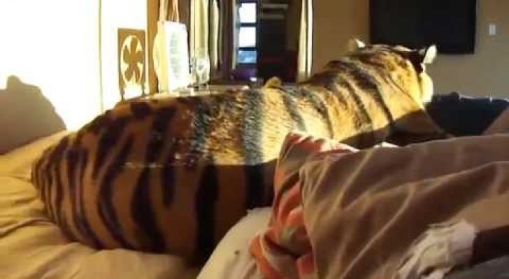 Un uomo mette una tigre nel suo letto: lei reagisce ESATTAMENTE come un gatto