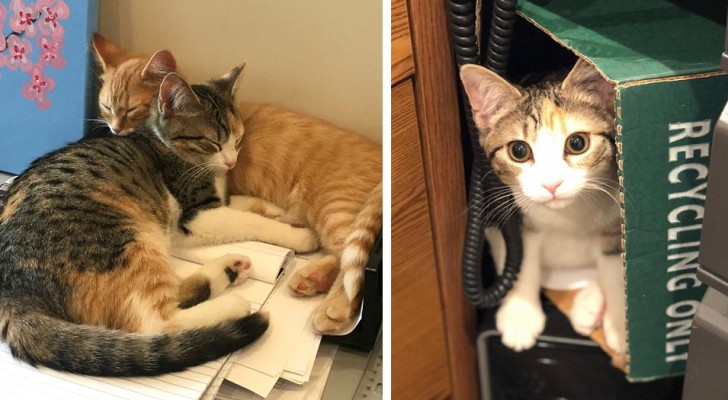 Una compagnia adotta due gattini per ridurre lo stress dei dipendenti... e il risultato supera le aspettative!