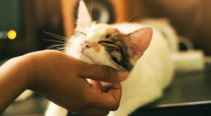 Das Schnurren der Katzen hilft uns, körperliche und geistige Schmerzen zu lindern