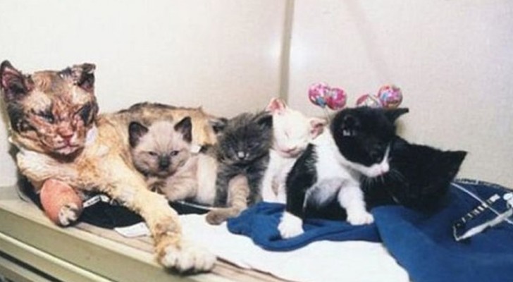 The story of Scarlett, the mother cat who went through fire 5 times --- to save her little kittens!