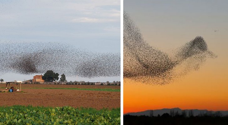 Er macht Fotos von einem Vogelschwarm: Als er nach Hause kommt, merkt er, dass er ein episches Bild aufgenommen hat