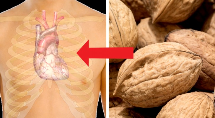 Les noix : voici le fruit sec qui fait mincir et qui protège notre cœur