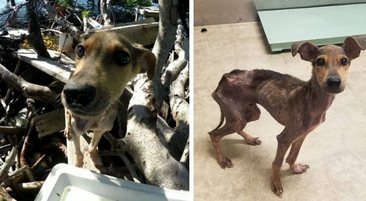 A photographer stops to have a picnic and finds a malnourished puppy abandoned on a very small island