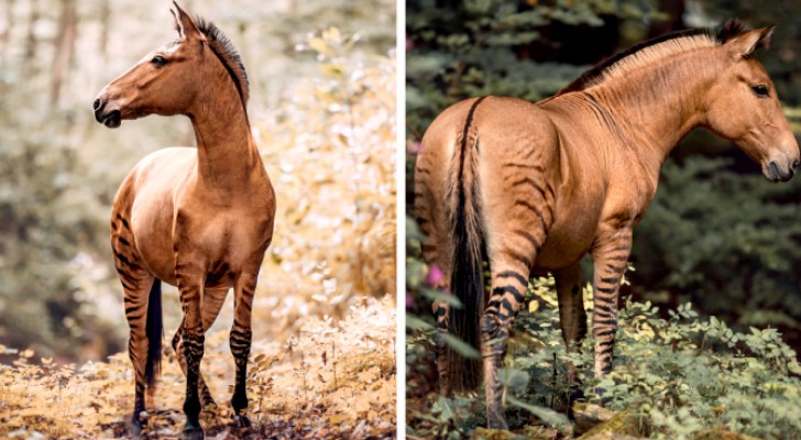 Questa fotografa immortala un raro esemplare di "zorse", stupefacente ibrido tra la zebra e il cavallo