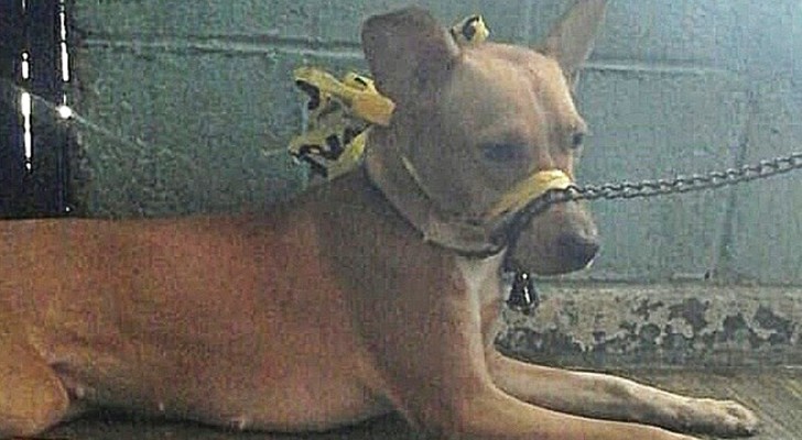 His dog barks "too much", so the owner binds its mouth shut with adhesive tape