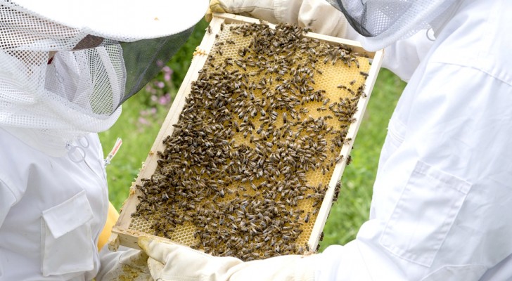 Dal Trentino arriva Beehave, l'app che monitora lo stato di salute delle api e protegge l'eco-sistema