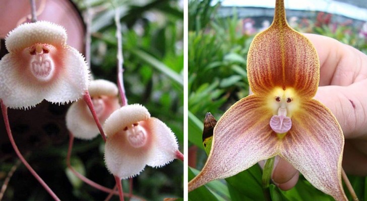 L'aspetto di queste orchidee ricorda quello delle scimmie: le foto sono deliziose