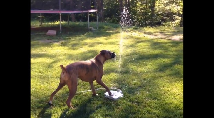 Dieser Boxer findet die neue Pumpe im Garten extrem gut :D