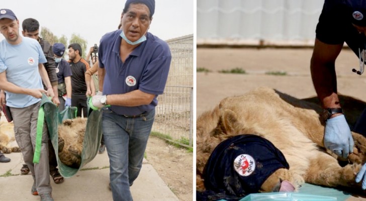 Ce héros vétérinaire sauve des animaux en difficulté dans les zones de guerre du monde entier